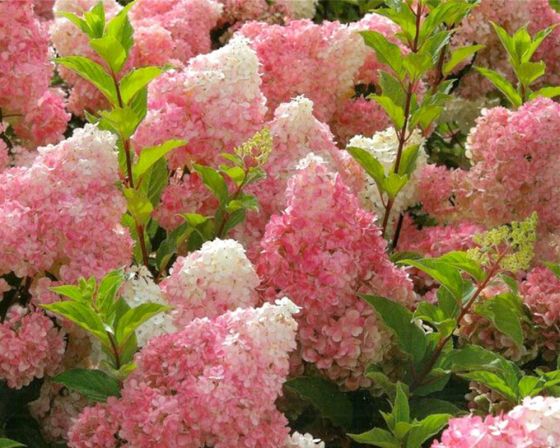 Bordure naturelle d’hortensias