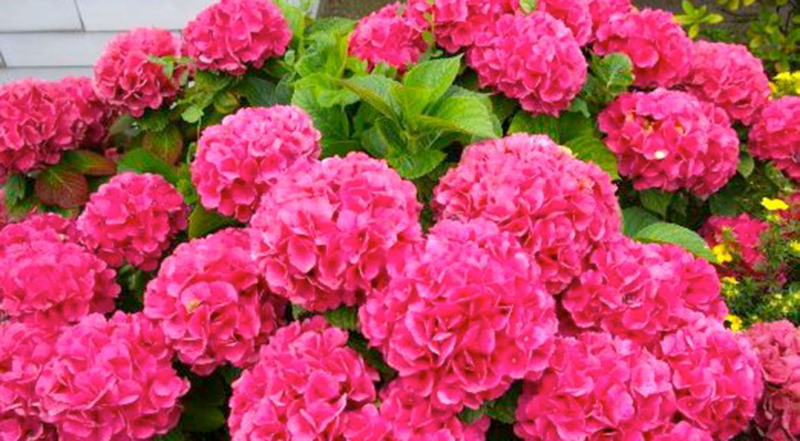 Haie d’hortensias