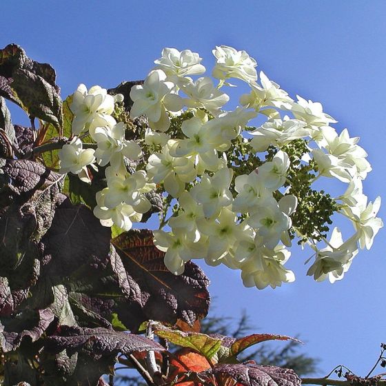 Hortensia en pot